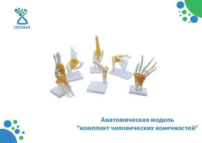 Анатомическая модель "комплект человеческих конечностей"