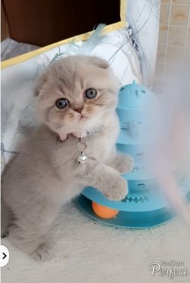 Продаются шикарные шотландские вислоухие котятки