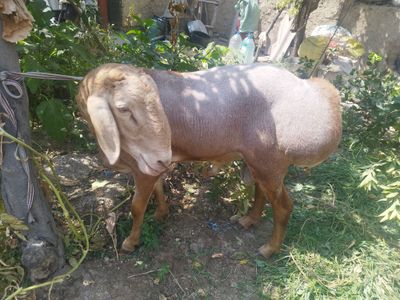 Arashan zotli qoʻy ishonchli sogʻlom hali tish chiqmagan yosh. 115 +kg