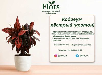 Цветы для дома и офиса - растение - Кодиеум пёстрый (Кротон)