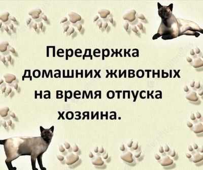 Передержка домашних животных