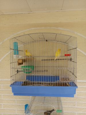 Канарейка 1 пара