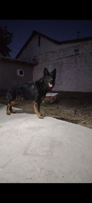 Nemis ovcharkasi erkak toza qon