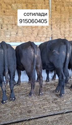 Buqalar sotiladi Angus Smental har xil parodali