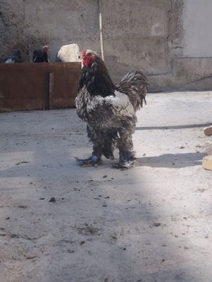Brama tuxumlari sotiladi