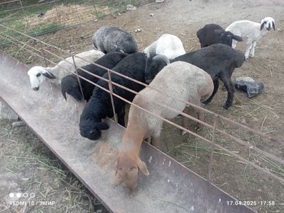 кучкорлар туй акика ва маросимлар учун