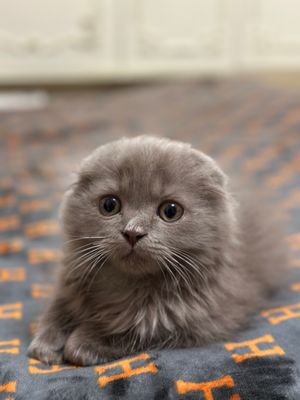 Skotish Fold Longhair мальчик