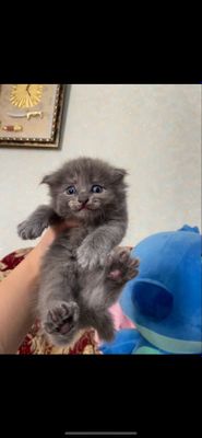 Котята скотиш британские вислоушки