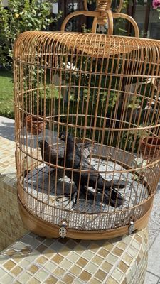 Кабутарлар голуби