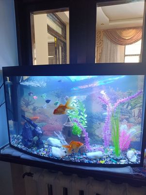 Akvarium baliglari bilan