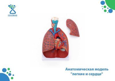 Анатомическая модель "легкие и сердце"