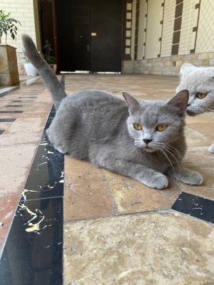 Кошка скоттиш Страйт