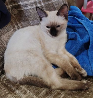 Котенок сиамский