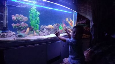 Аквариум 300л баликлари билан 700$