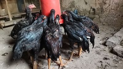 Тозза 100 талик карис+турк жўжалари сотилади.