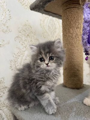 Продается котята