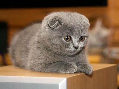 Продаются котята скотиш фолд и скотиш страйт
