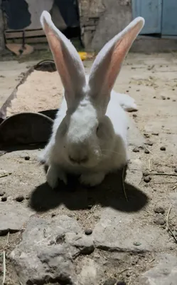 Белгийски виликан фландер