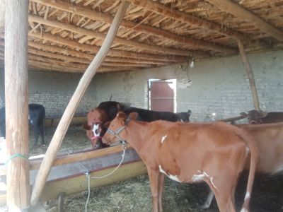Buqalar va mollar sotiladi