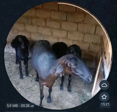 Ona bola qoʻylar sotiladi