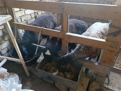 6 oyli qözi qochqorla