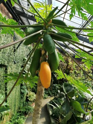 Papaya va banan ko'chatlari sotiladi