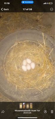 Kurkalar va ona bolalariyam bor kop muqtorda bor