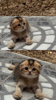 Котята от правильной вязки шиншилла
