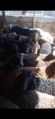 Куйлар ва кучкорлар сотилади