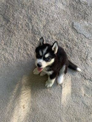 Sibirski xaski bolalari