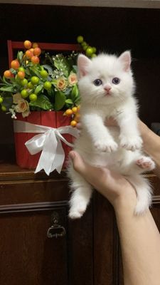 Scottish Fold Scottish Straight
