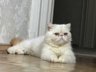 Продам кота порода Экзод
