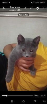 Британский скоттиш