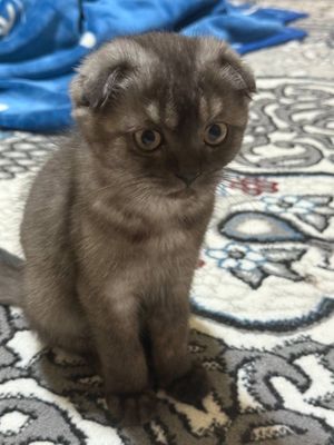 Котёнок Scottish fold 3 месяца очень спокойный звоните договоримся