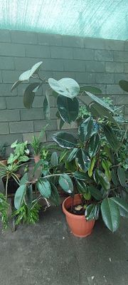 Ficus guli 10 yillik