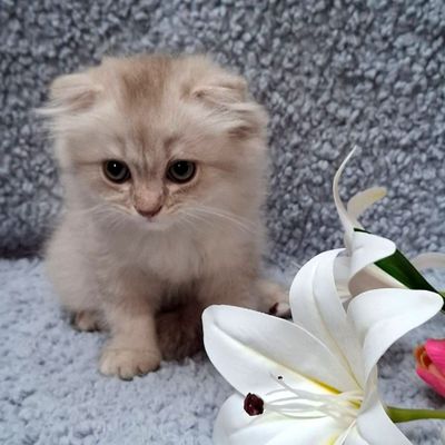 кошка скоттиш фолд