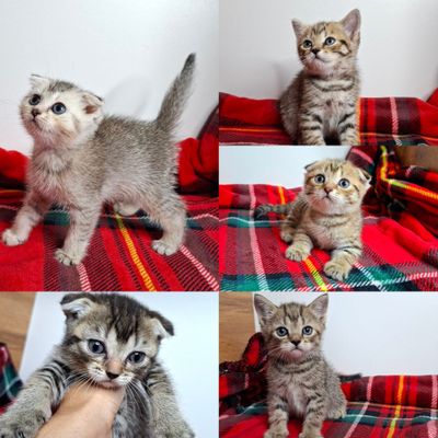 Продаётся котята скоттиш фолд и страйт