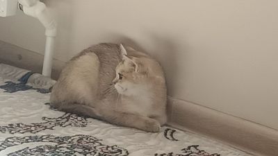 Продам котёнка золотистый шиншилла