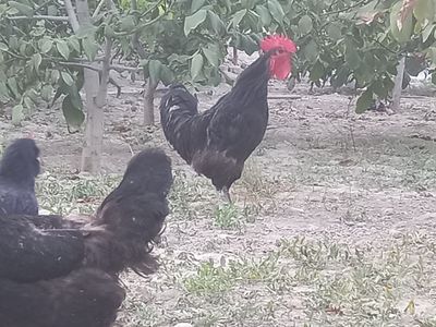 Кора шахзода тухумларига заказ оламиз маргилонда
