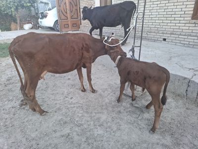 Ona bola sotiladi