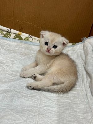 Породыстие котята