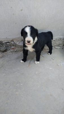 it lar bollari kimga kerak bolsa ,