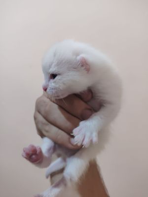 mushuk