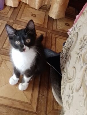 Котенок в хорошие руки