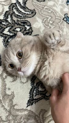 Скоттиш фолд ровно год