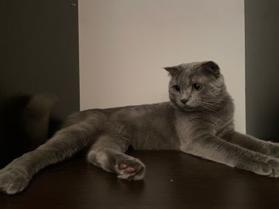 Скоттиш фолд, для вязки, не продается!