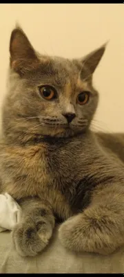 Кошка Скотиш