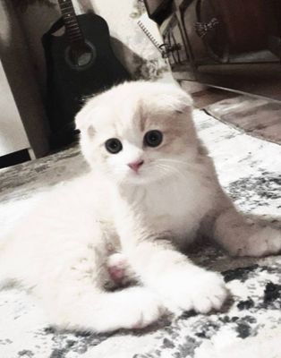 продается котёнок скоттиш фолд
