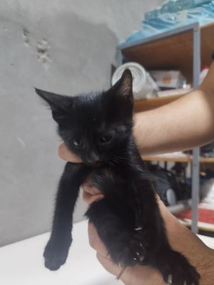 Отдадим в хорошие добрые руки котят