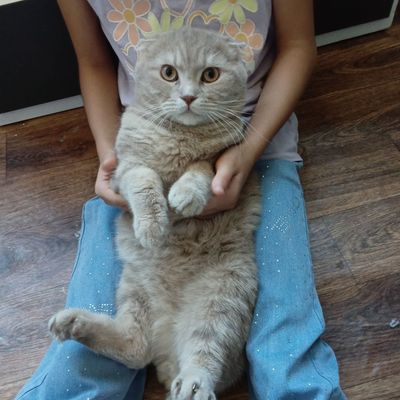 Скоттиш фолд ровно 1 год